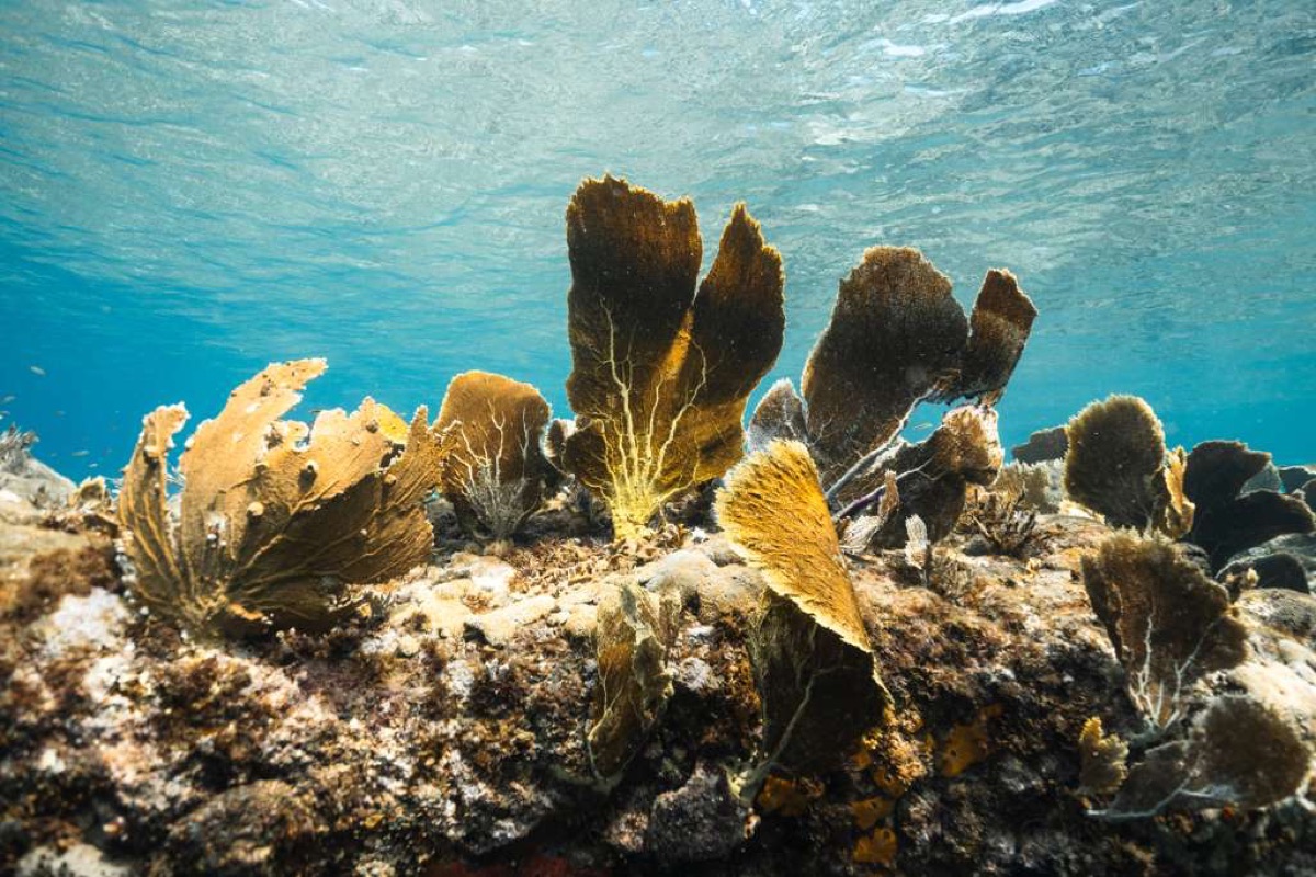 Dive Packages