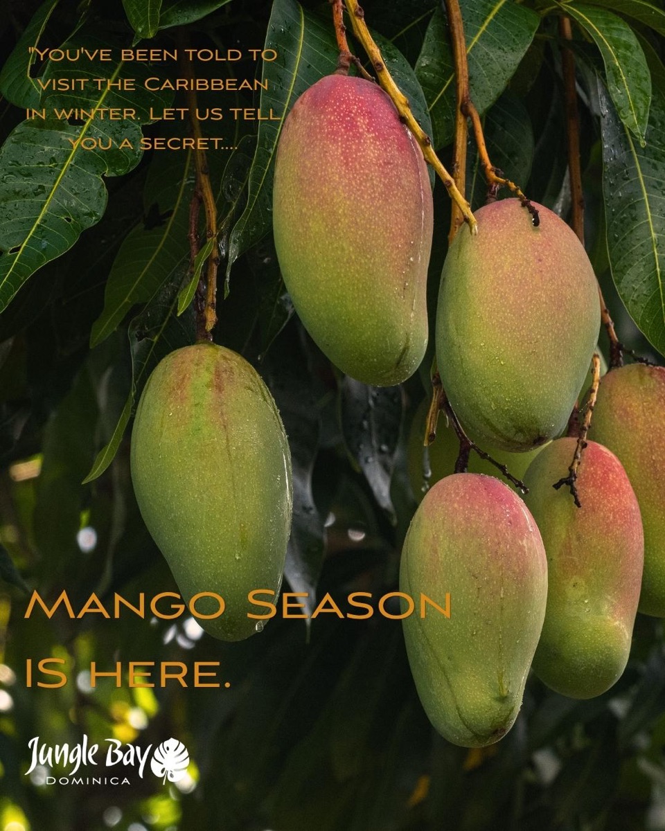 Mango Season Special